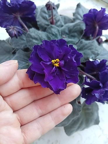 Фиалки и глоксинии: Продаю фиалки есть детки — 1