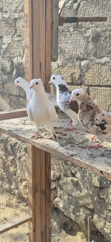 Göyərçinlər: Əvvəla salam. Təmiz qan iran miz kəkilləri satılır. 4düdə masallı — 3