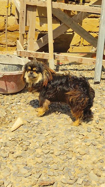 İtlər: Pekines, 1 il, Erkək, Peyvəndli, Ödənişli çatdırılma, Pulsuz çatdırılma — 1