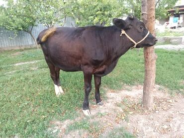 продаю породистых коров: Сатам | Кунаажын | Кысыр
