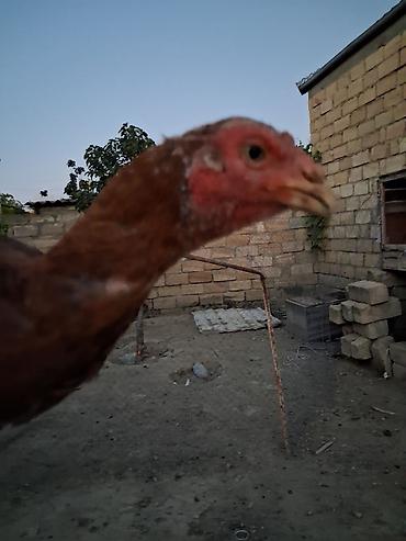sort toyuq: Toyuq, Damazlıq — 3