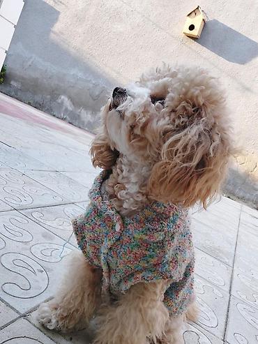 İtlər: Pudel, 2 ay, Erkək, Peyvəndli, Ödənişli çatdırılma — 3