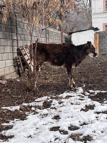 Коровы, быки: Продаю | Тёлка | Для молока, Для разведения, На откорм | Отела не было at lalafo.kg — 11 Коровы, быки: Продаю | Тёлка | Для молока, Для разведения, На откорм | Отела не было — 11