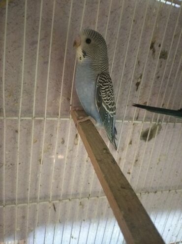 Renbereng papuqaylar 20 denedi biri 10 manata Ünvan Bileceri