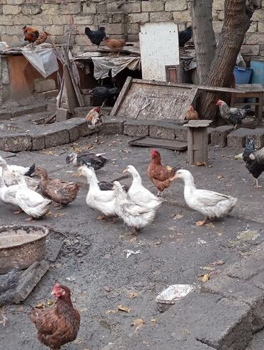 kənd toyuğu: Dişi, | Kuban, Damazlıq, Ünvandan götürmə