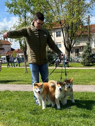 Stenci akita inu-Japanski Sashatoshi odgajivačnica Japanskih akita