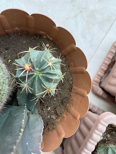 Otaq bitkiləri: Bu dəstə müxtəlif növ kaktuslar daxildir. Hər kaktus özünəməxsus forma — 12