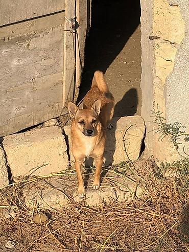 8 ay, Peyvəndli lalafo.az -da 8 ay, Peyvəndli