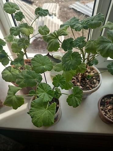 Другие комнатные растения: Продаю комнатные цветы — 12