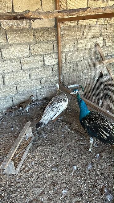 baki quslari: Tovuz quslari satilir 400 azna cüt satılır unvan bakı shagan — 4