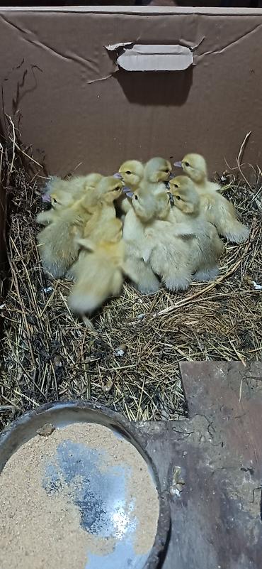 lavanda ördək: Lavanda ördək cücələri. ayın 27-si yumurtadan çıxıblar. təmiz — 1