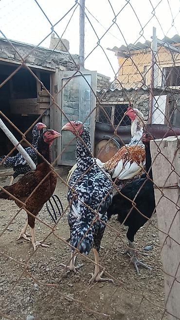 kənd çolpası satışı: Toyuq, Damazlıq, Ünvandan götürmə — 2