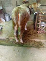 продажа щенков немецкой овчарки с документами в бишкеке: Башка жаныбарлар