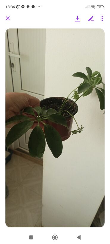 xlorofitum bitkisi: Цветы по 4м. шефлера и бегония