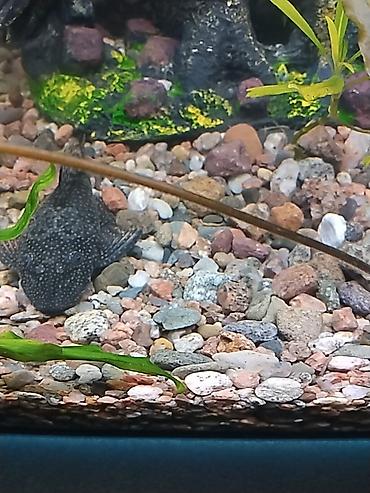 Аквариумы: Продаю скаляров самца с самкой взрослые а также две пары половозрелых — 8