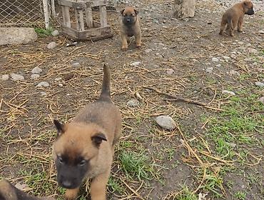 Продажа собак: Бельгийская овчарка, 1 месяц, Самец at lalafo.kg — 3 Продажа собак: Бельгийская овчарка, 1 месяц, Самец — 3