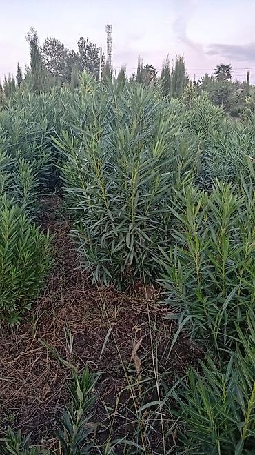 diffenbaxiya bitkisi: Oleandr (Nerium oleander) kolları - Landşaft üçün dekorativ — 1