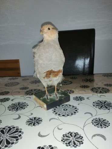 Ptice: Preparirana ptica — 10