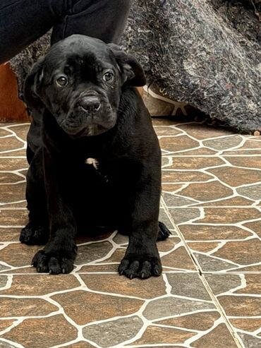 İtlər: Kane-Korso — 10