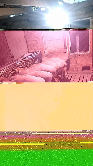 аршан кой: Продаю | Овца (самка), Ягненок, Баран (самец) | Арашан | Для разведения | Племенные, Матка — 6