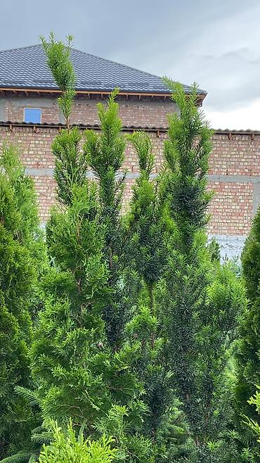 Туя: Продаем ели, туи, сосны и все виды хвойных растений! 🌲✨ Мы выращиваем — 9