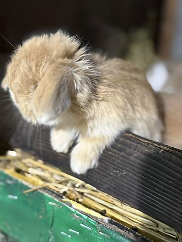dovşan satılır: Mini Lop (asqılıqulaq) balaları - Cins: Mini Lop (asqılı qulaqlar — 5
