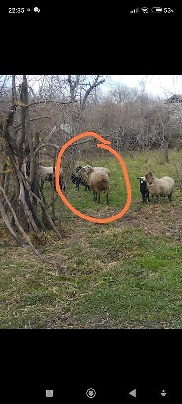 bakida cins ineklerin satisi: Salam. Romanov qoçu satılır. Etraflı telefoda — 2