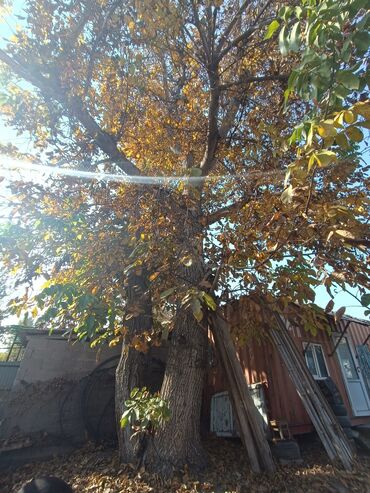 сколько стоит кубометр дров: Ореховое дерево (грецкий орех) на приусадебном участке. - Массивный