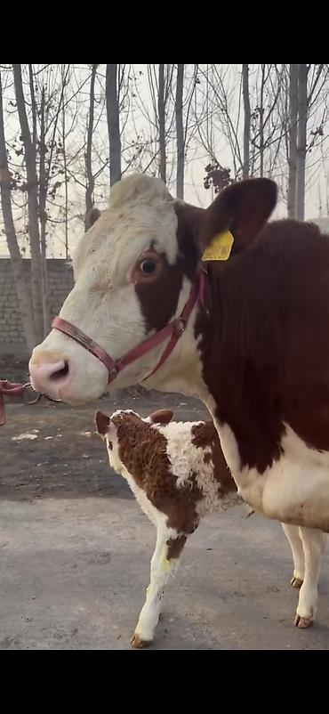 Inəklər, öküzlər: Simental tipli sağmal inək buzağı ilə birlikdə. Xüsusiyyətlər: - — 7