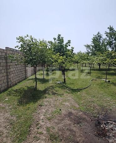 şəmkir torpaq satılır: 12 sot, Kənd təsərrüfatı, Barter mümkündür, Kupça (Çıxarış) — 2