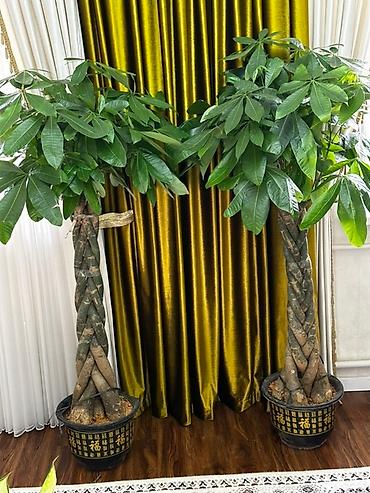 цветы комнатные оптом: 🌿 Продаются декоративные комнатные растения! Два необычных растения с — 3