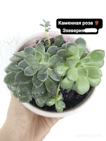 цветные кактусы: Продаю свои Комнатные суккуленты и декоративные растения.🪴🌿 Продаю — 5