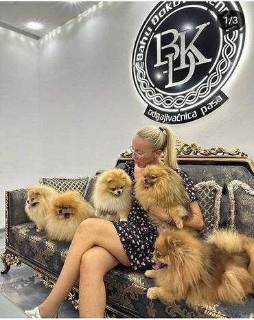 psi na poklon: Cistokrvni pomeranci vrhunskog kvaliteta posetite nasu instagram