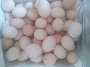Bitkilər: Məhsul 30 qəpikdir toyuq yumurtası kim isteyir zeng etsin