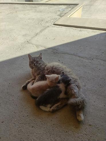 Pişiklər: Yaxşı əllərə — 1