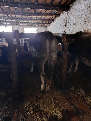 Коровы, быки: Продаю | Корова (самка), Тёлка | Полукровка | На забой | Привязанные — 17