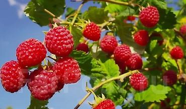 🌱🍓 ПРОДАЮТСЯ САЖЕНЦЫ РЕМОНТАНТНОЙ МАЛИНЫ! 🍓🌱 Продаём саженцы