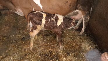 Коровы, быки: Самка, Simental, лет: 5, 600 кг, Для разведения, Для молока