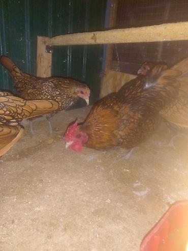 Куры, петухи: Продаю | Куры | Для разведения — 9