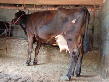 Коровы, быки: Продаю | Корова (самка) | Швицкая | Для разведения, Для молока | Стельные, Искусственник