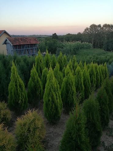 parksajd alati: Prodajem tuje svih vrsta i veličina, idealne za živu ogradu i — 4
