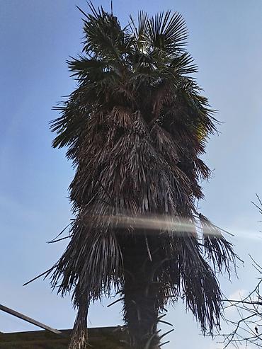 dekorativ ağac topiariya: Məhsul: Palma ağacı (Trachycarpus tipli fan-palması) uzunluğu 8-10 — 1