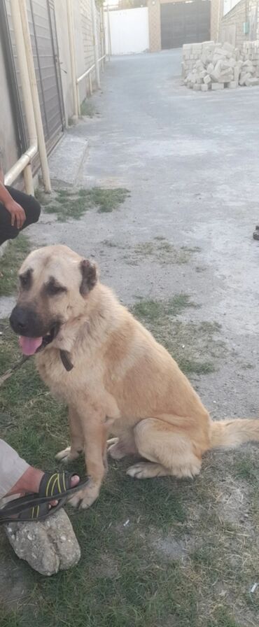 qafqaz coban itleri: Əsl çoban itidi kanqaldı.adamcıldı heyete heç quşda buraxmır amma