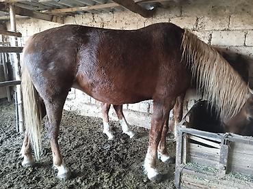 Лошади, кони: Продаю | Жеребенок — 1