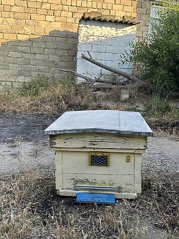 Arılar: Arı yeşikləri satılır 🐝 Şəkildə görünən tipdə arıçılıq üçün yararlı -da lalafo.az — 7 Arılar: Arı yeşikləri satılır 🐝 Şəkildə görünən tipdə arıçılıq üçün yararlı — 7