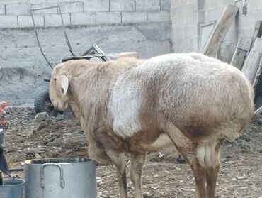 Бараны, овцы: Продаю | Овца (самка) | Арашан | Для разведения | Племенные — 10