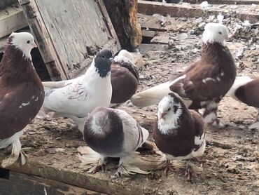 Птицы: Породистые декоративные голуби (разные масти и типы оперения) — 2