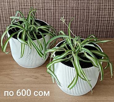 хлорофитум кудрявый: Хлорофитум (Chlorophytum comosum) в горшках. - Разновидность — 2