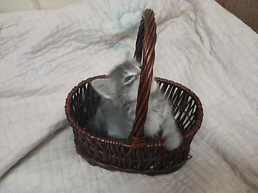 Продажа кошек: Беспородная, 2 месяца, Мальчик, Серый — 4