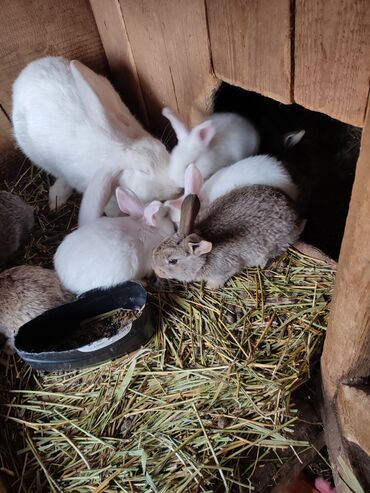 свадебный букет: Крольчата от великанов 2 месяца 500 сом,кролы крольчиха кролики